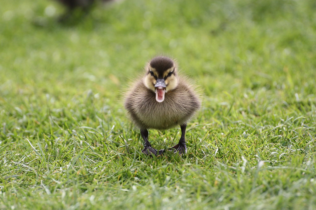 Ilustrační obrázek článku - AJ - skupina J. Melicharové - Task 11:  1st - 5th June