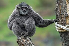 Ilustrační obrázek článku - Jdeme do zoo okouknout gibona